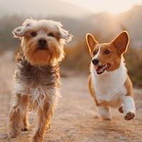 Dogs running